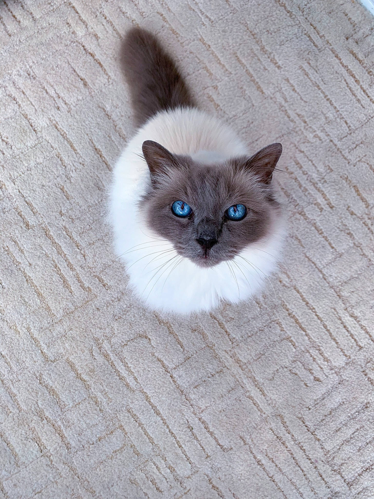 Birley joined the competition — help win amazing prizes! balinese, birman, carnivore, cat, electric_blue, fawn, felidae, flooring, fur, grey, hardwood, ragdoll, siamese, small_to_medium_sized_cats, snout, tail, terrestrial_animal, thai, whiskers, wood