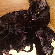 Odette joined the competition — help win amazing prizes! animal_family, black_cat, closeup, cute, fur, indoor, kitten, mammal, mother_cat, motherhood, newborn, nursing, pet, resting, sleeping, tongue_out, whiskers, wooden_box, yellow_eyes, young