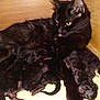 animal_family, black_cat, closeup, cute, fur, indoor, kitten, mammal, mother_cat, motherhood, newborn, nursing, pet, resting, sleeping, tongue_out, whiskers, wooden_box, yellow_eyes, young