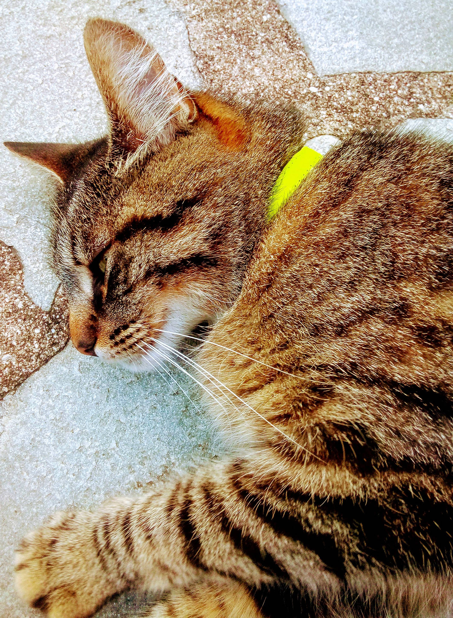 Émeraude a rejoint le concours — aidez-le/la à gagner de superbes lots ! carnivore, cat, claw, domestic_short_haired_cat, fawn, felidae, fur, grass, paw, small_to_medium_sized_cats, snout, tail, terrestrial_animal, whiskers, wildlife