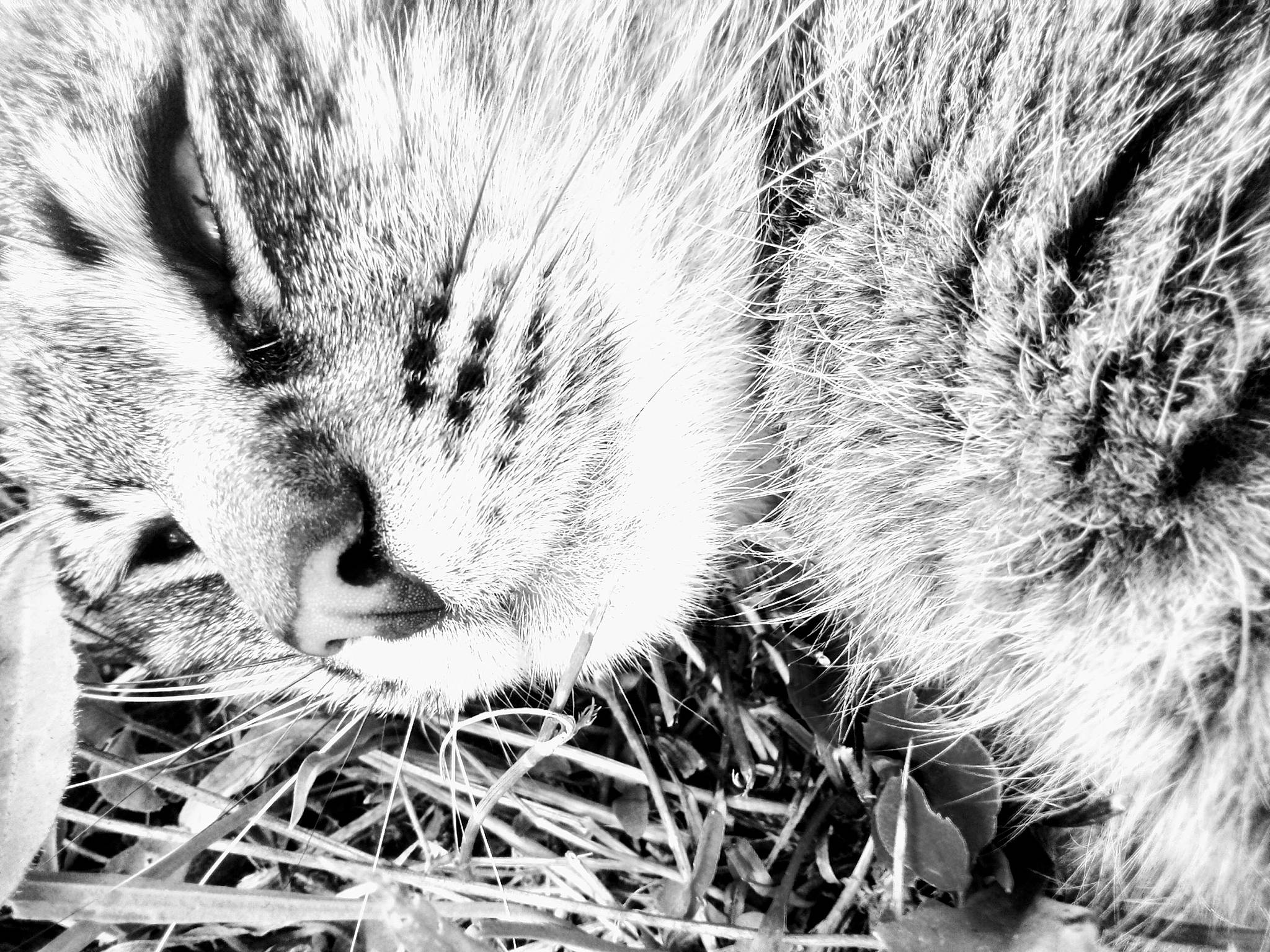 Émeraude participe au concours pour gagner de l'argent avec cette photo : black_and_white, carnivore, cat, close_up, domestic_short_haired_cat, felidae, fur, grass, mammal, monochrome, monochrome_photography, paw, small_to_medium_sized_cats, snout, stock_photography, tail, terrestrial_animal, vertebrate, whiskers, window