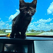 Pantera is registered to the contest to win money with this photo: animal, black_kitten, blue_sky, car_interior, cat, clouds, curious, cute, dashboard, ears, feline, kitten, outdoor, pet, road_trip, small, sunlight, travel, vehicle, whiskers