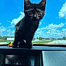 animal, black_kitten, blue_sky, car_interior, cat, clouds, curious, cute, dashboard, ears, feline, kitten, outdoor, pet, road_trip, small, sunlight, travel, vehicle, whiskers