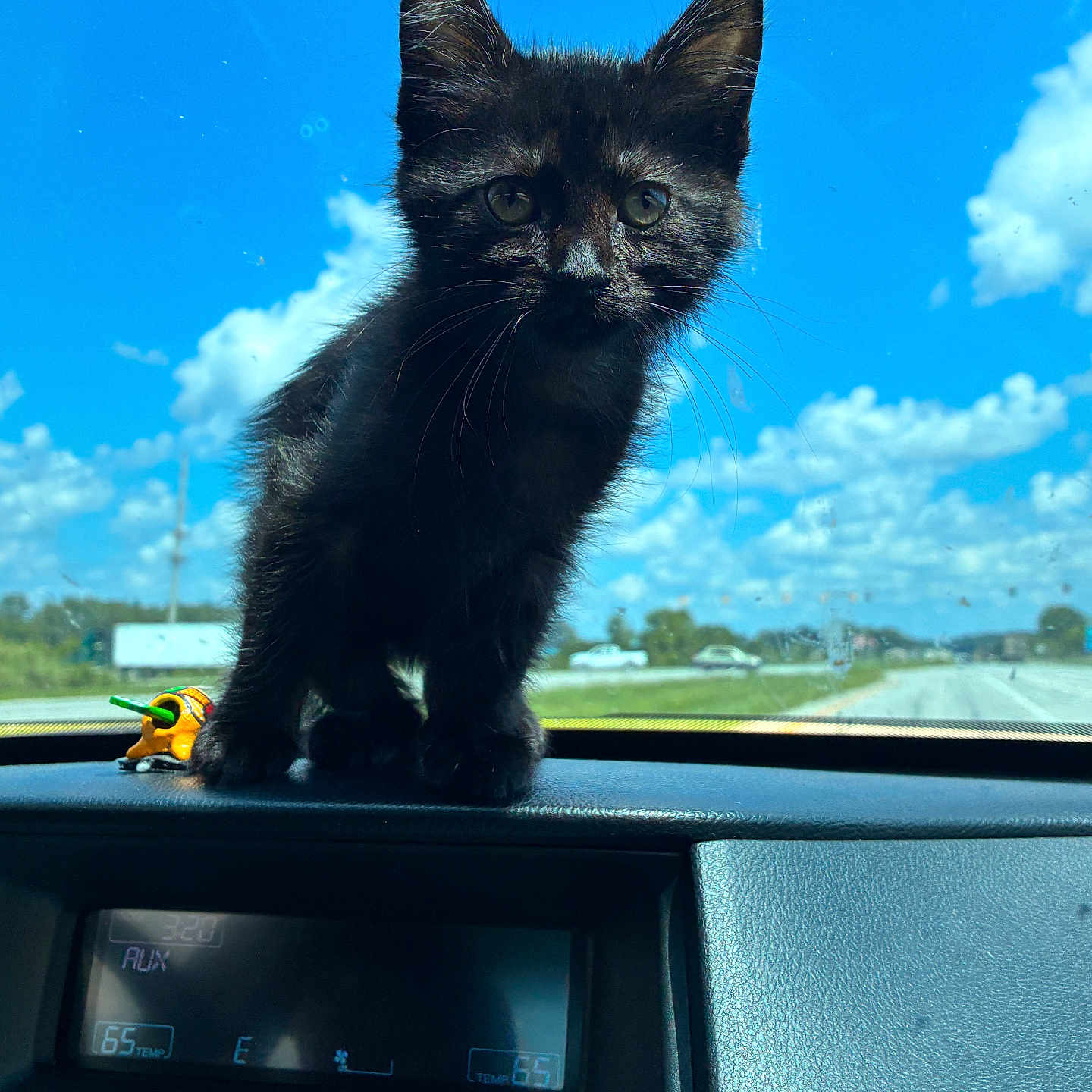 Pantera