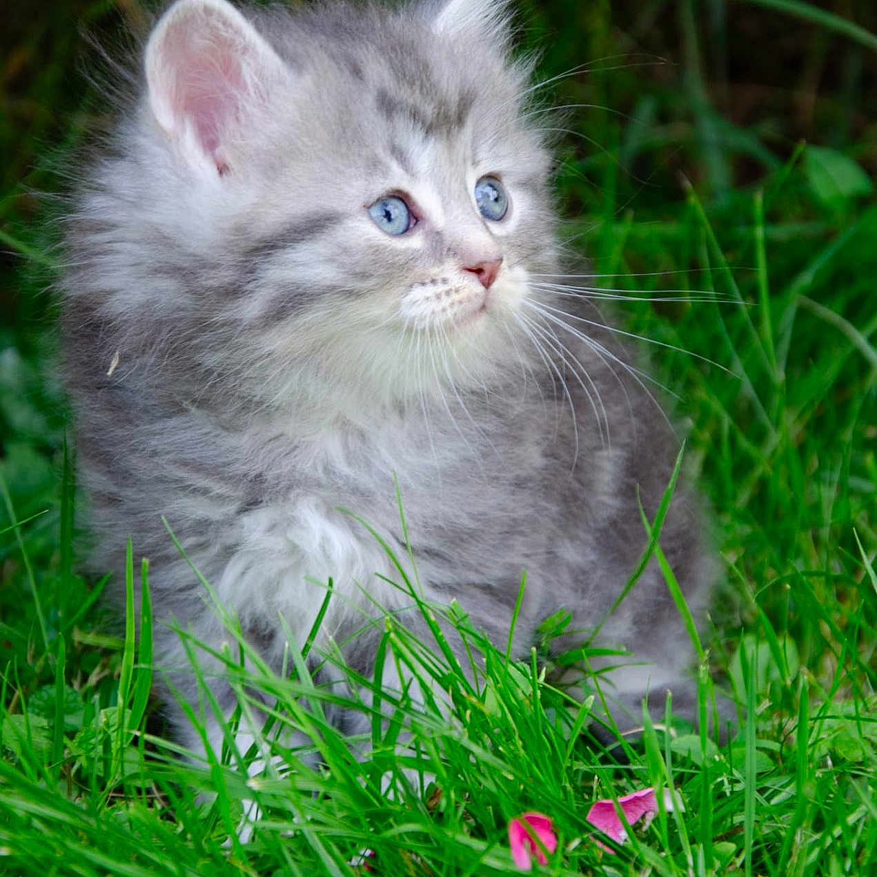 Merlin