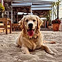 Vinyle participe au concours pour gagner de l'argent avec cette photo : animal, bench, canine, daylight, dog, fur, golden_retriever, happy, mammal, nature, outdoor, pet, plant, pot, relaxed, sand, sky, smiling, tongue_out, wooden_furniture