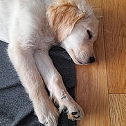 Vinyle a rejoint le concours — aidez-le/la à gagner de superbes lots ! animal, beige, blanket, close_up, cozy, cute, dog, fur, golden_retriever, indoor, laying_down, peaceful, pet, puppy, relaxing, resting, sleeping, soft_lighting, white, wooden_floor