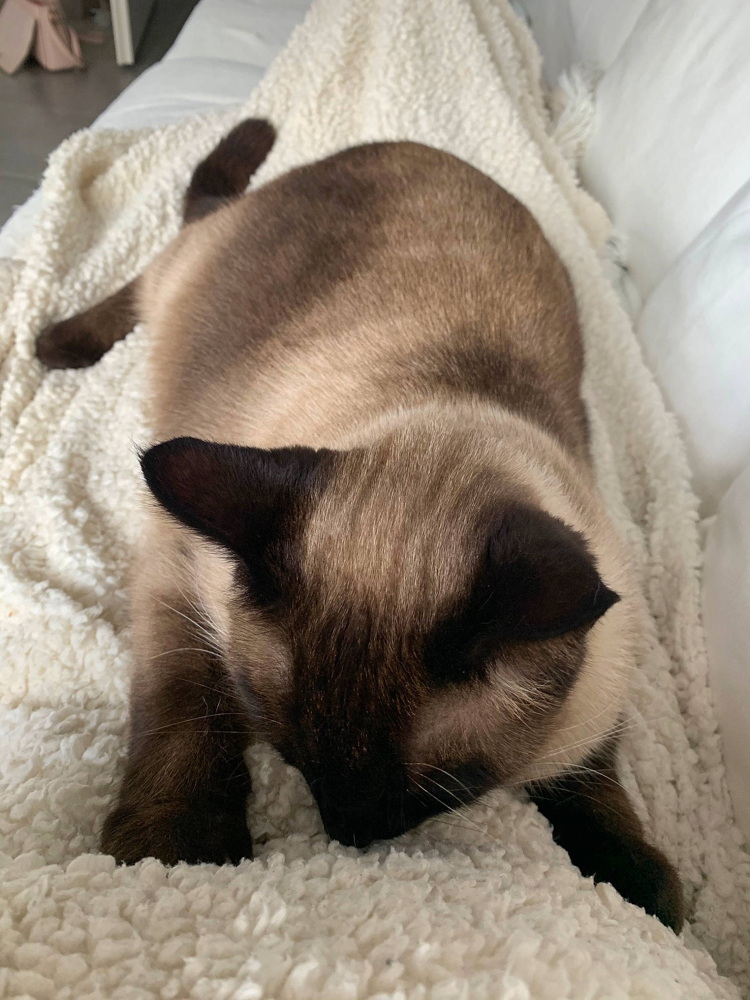 Cookie participe au concours pour gagner de l'argent avec cette photo : balinese, birman, burmese, carnivore, cat, fawn, felidae, himalayan, nap, siamese, small_to_medium_sized_cats, snout, snowshoe, thai, tonkinese, whiskers