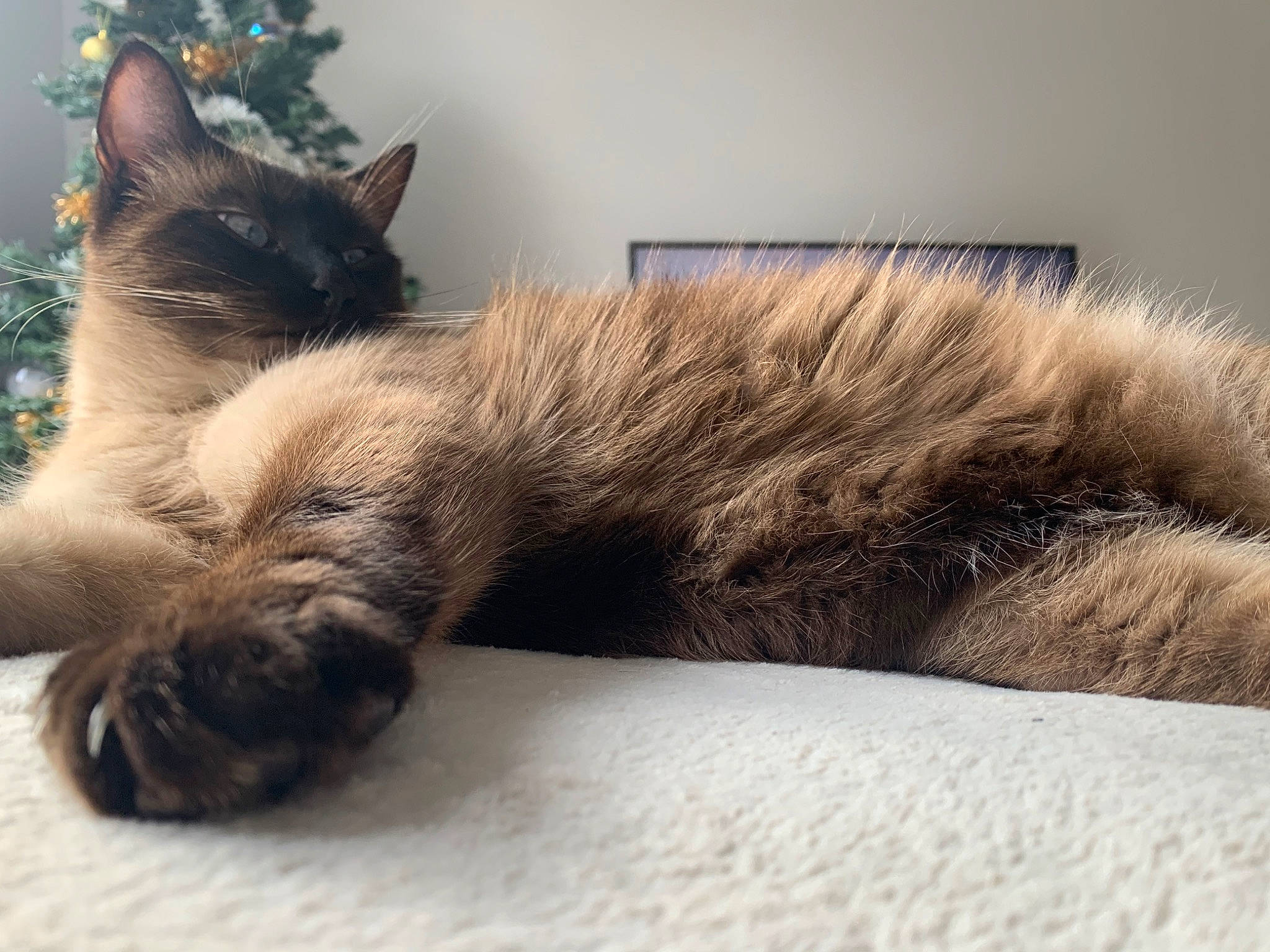 Cookie a rejoint le concours — aidez-le/la à gagner de superbes lots ! balinese, carnivore, cat, claw, domestic_long_haired_cat, ear, fawn, felidae, fur, kitten, maine_coon, mammal, nap, nebelung, paw, sleep, small_to_medium_sized_cats, tabby_cat, tail, whiskers