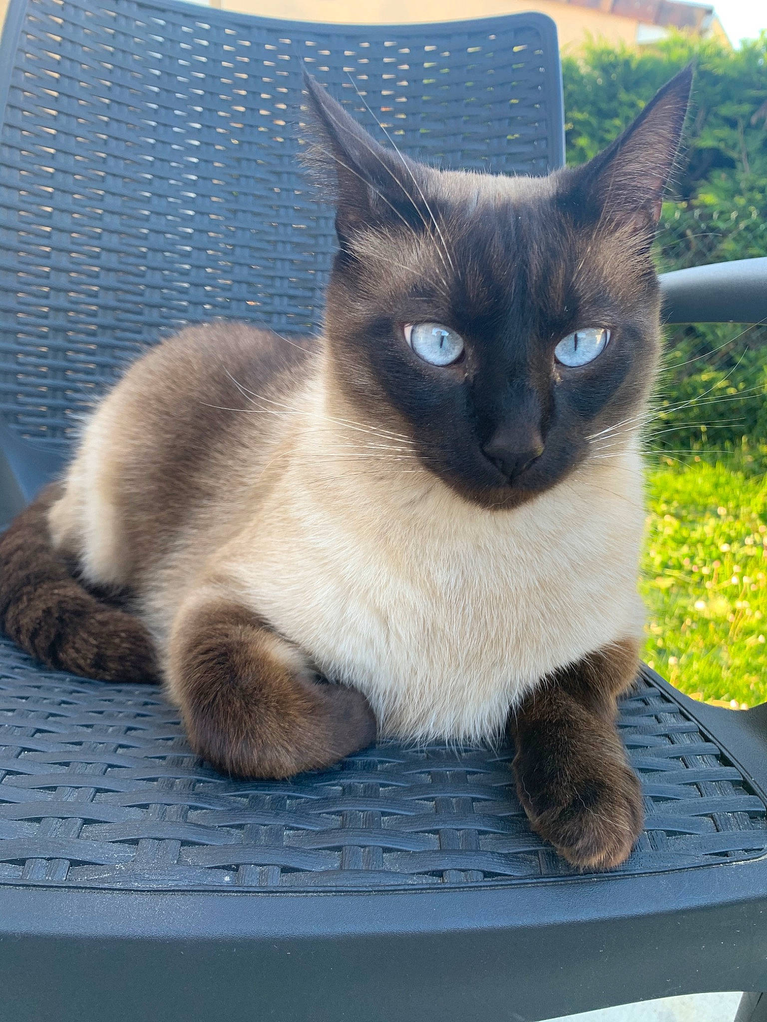 Cookie participe au concours pour gagner de l'argent avec cette photo : asian, balinese, birman, burmese, carnivore, cat, domestic_short_haired_cat, eye, fawn, felidae, javanese, mammal, ojos_azules, siamese, small_to_medium_sized_cats, snowshoe, thai, tonkinese, vertebrate, whiskers