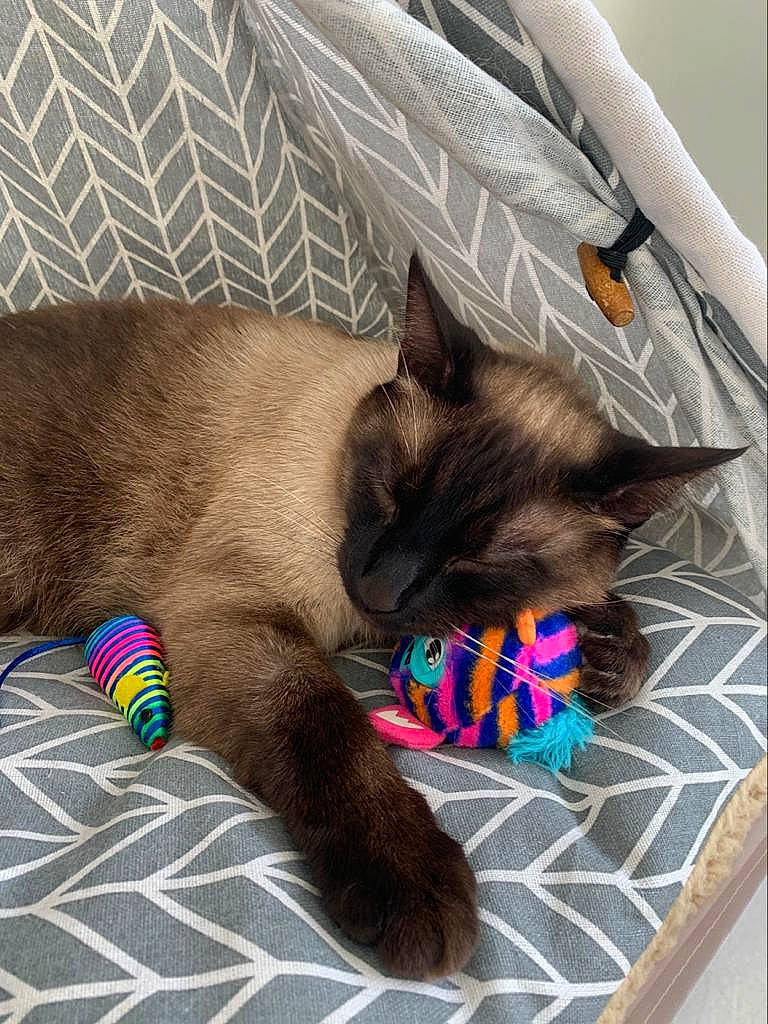 Cookie a rejoint le concours — aidez-le/la à gagner de superbes lots ! balinese, birman, burmese, carnivore, cat, domestic_short_haired_cat, fawn, felidae, kitten, korat, nap, ragdoll, siamese, sleep, small_to_medium_sized_cats, snowshoe, tail, thai, tonkinese, whiskers