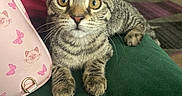Carolina is registered to the contest to win money with this photo: animal, bag, carpet, cat, couch, curious, furniture, green_couch, home, indoor, kitten, paws, pet, pink_bag, red_bag, resting, shelf, tabby, whiskers, wide_eyes