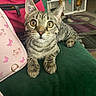 animal, bag, carpet, cat, couch, curious, furniture, green_couch, home, indoor, kitten, paws, pet, pink_bag, red_bag, resting, shelf, tabby, whiskers, wide_eyes