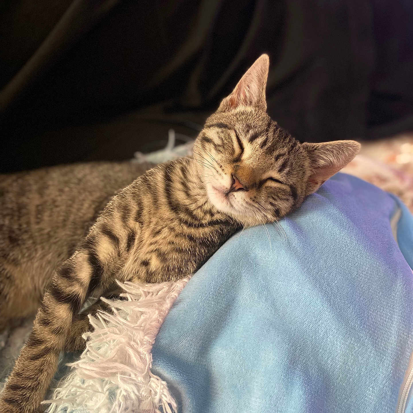 Carolina is registered to the contest to win money with this photo: animal, blanket, blue_blanket, cat, closeup, comfort, cozy, cute, ears, fur, indoor, nap, peaceful, pet, relaxed, resting, sleeping, soft_texture, tabby, whiskers