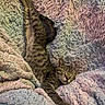 Carolina joined the competition — help win amazing prizes! animal, blanket, cat, comfort, cozy, cute, feline, fur, indoor, kitten, multicolor, nap, pet, relaxed, resting, sleeping, soft, tabby, texture, whiskers