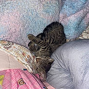 Carolina is registered to the contest to win money with this photo: animal, blanket, cat, comfort, cozy, cute, feline, fur, home, indoor, nap, pattern, pet, pillow, relaxed, resting, sleeping, soft, tabby, texture