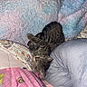 animal, blanket, cat, comfort, cozy, cute, feline, fur, home, indoor, nap, pattern, pet, pillow, relaxed, resting, sleeping, soft, tabby, texture