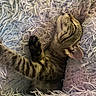 Carolina joined the competition — help win amazing prizes! animal, blanket, cat, cozy, cute, ears, feline, fur, indoor, kitten, paw, pet, relaxing, sleeping, snuggled, soft, stretching, tabby, texture, whiskers