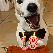 Denver a rejoint le concours — aidez-le/la à gagner de superbes lots ! birthday, bone_shaped_treat, bow_tie, brown_fur, candles, canine, celebration, close_up, dog, ears, excited, hand, happy, indoor, mouth_open, number_18, pet, tile_floor, tongue, white_fur