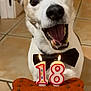 birthday, bone_shaped_treat, bow_tie, brown_fur, candles, canine, celebration, close_up, dog, ears, excited, hand, happy, indoor, mouth_open, number_18, pet, tile_floor, tongue, white_fur
