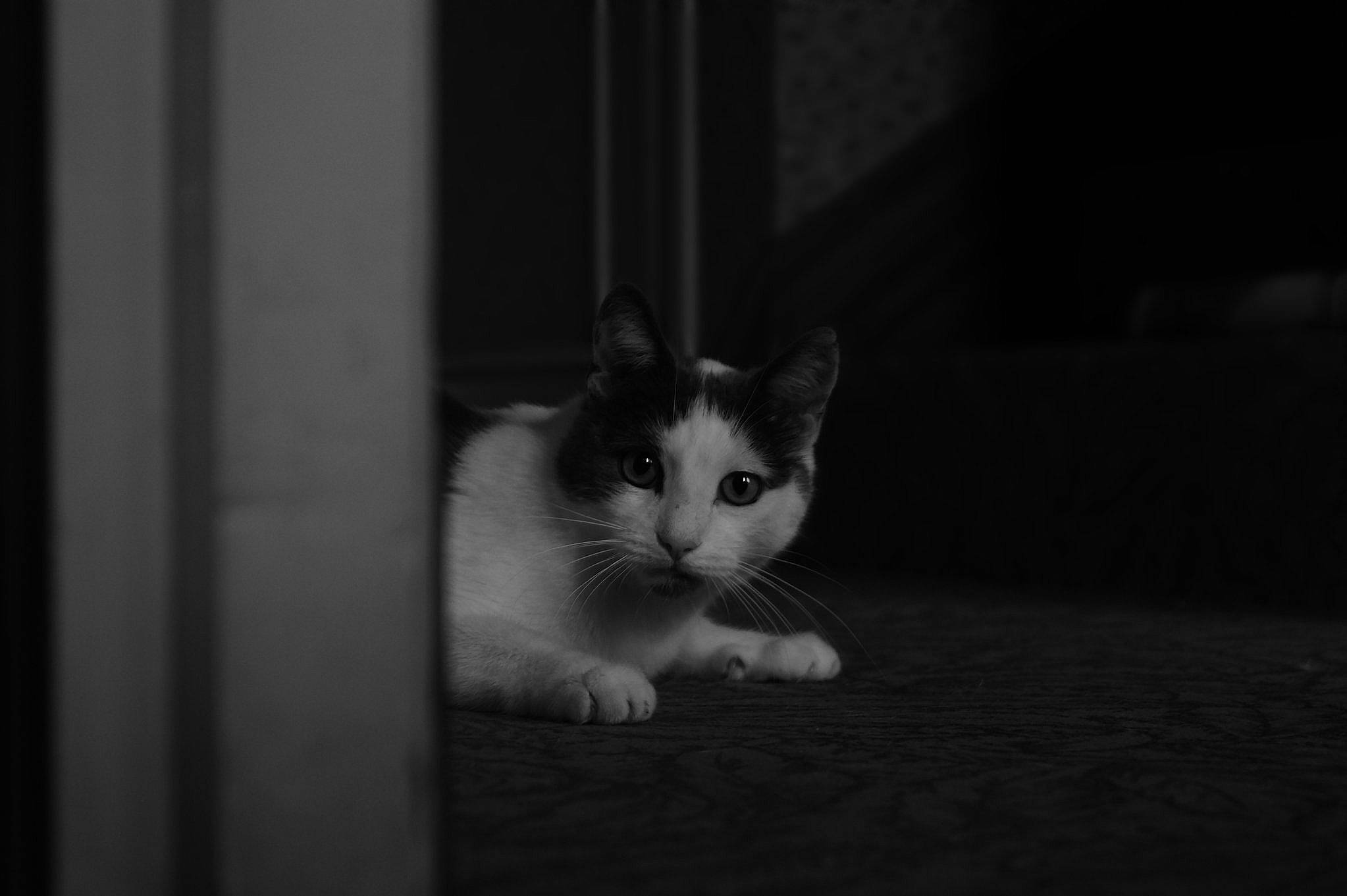 Tony a rejoint le concours — aidez-le/la à gagner de superbes lots ! carnivore, cat, darkness, domestic_short_haired_cat, eye, felidae, flooring, fur, grey, head, human_body, iris, monochrome, monochrome_photography, small_to_medium_sized_cats, snout, tail, whiskers, window, wood