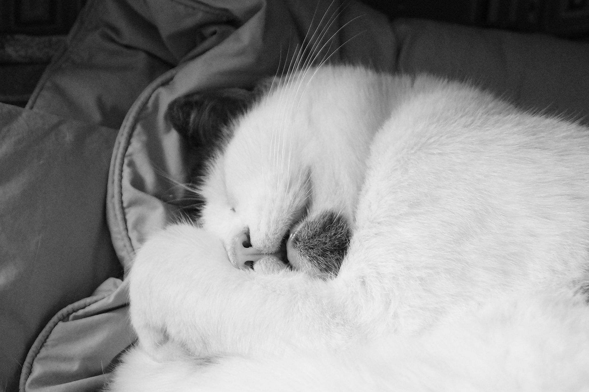 Tony participe au concours pour gagner de l'argent avec cette photo : beard, black_and_white, carnivore, cat, claw, comfort, domestic_short_haired_cat, felidae, fur, grey, monochrome, monochrome_photography, nap, paw, sitting, small_to_medium_sized_cats, snout, style, tail, whiskers