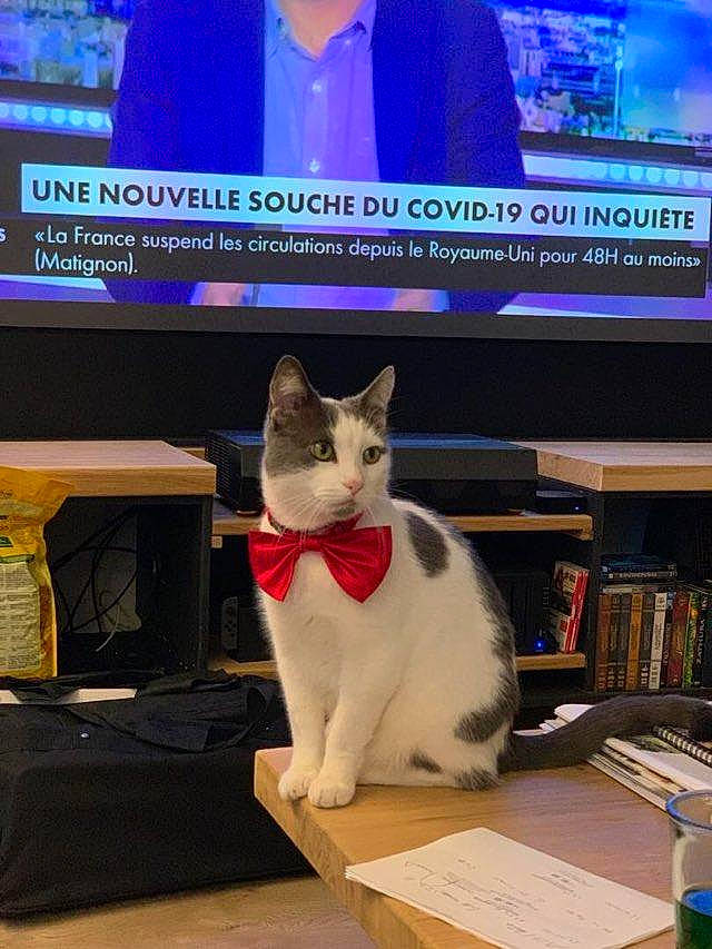 Tony a rejoint le concours — aidez-le/la à gagner de superbes lots ! blue, book, bookcase, carnivore, cat, computer, desktop_computer, felidae, flat_panel_display, furniture, gadget, output_device, publication, shelf, small_to_medium_sized_cats, snapshot, tail, television, television_set, whiskers