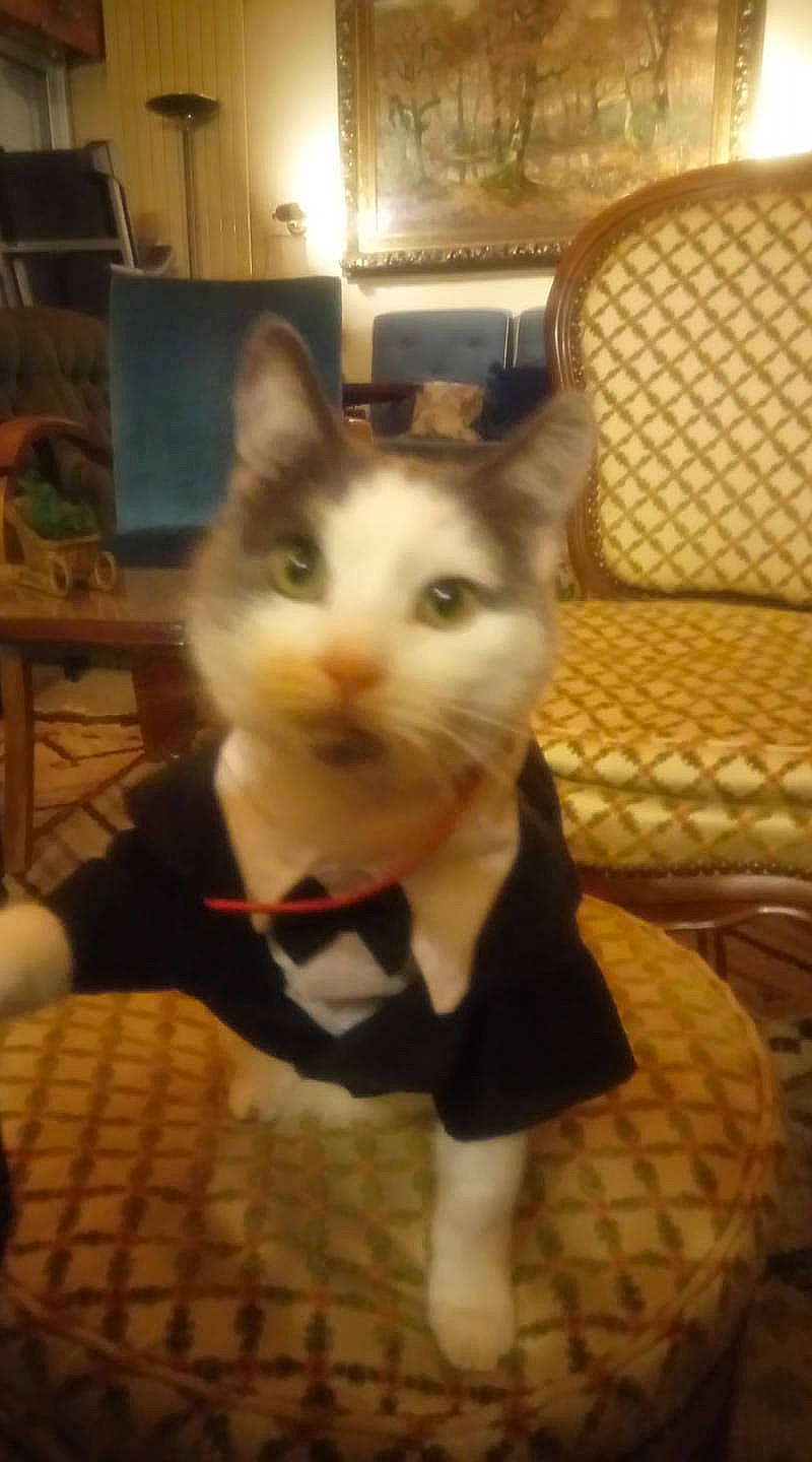 Tony a rejoint le concours — aidez-le/la à gagner de superbes lots ! box, cardboard, carnivore, cat, chair, domestic_short_haired_cat, fawn, felidae, flooring, fur, hardwood, mammal, pattern, paw, small_to_medium_sized_cats, snout, tail, vertebrate, whiskers, wood