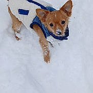 Chase joined the competition — help win amazing prizes! adorable, animal, canine, coat, cold, cute, dog, fur, jacket, looking_up, outdoor, pet, playful, puppy, small_dog, snow, snowflakes, walking, winter, young_dog