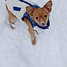 adorable, animal, canine, coat, cold, cute, dog, fur, jacket, looking_up, outdoor, pet, playful, puppy, small_dog, snow, snowflakes, walking, winter, young_dog