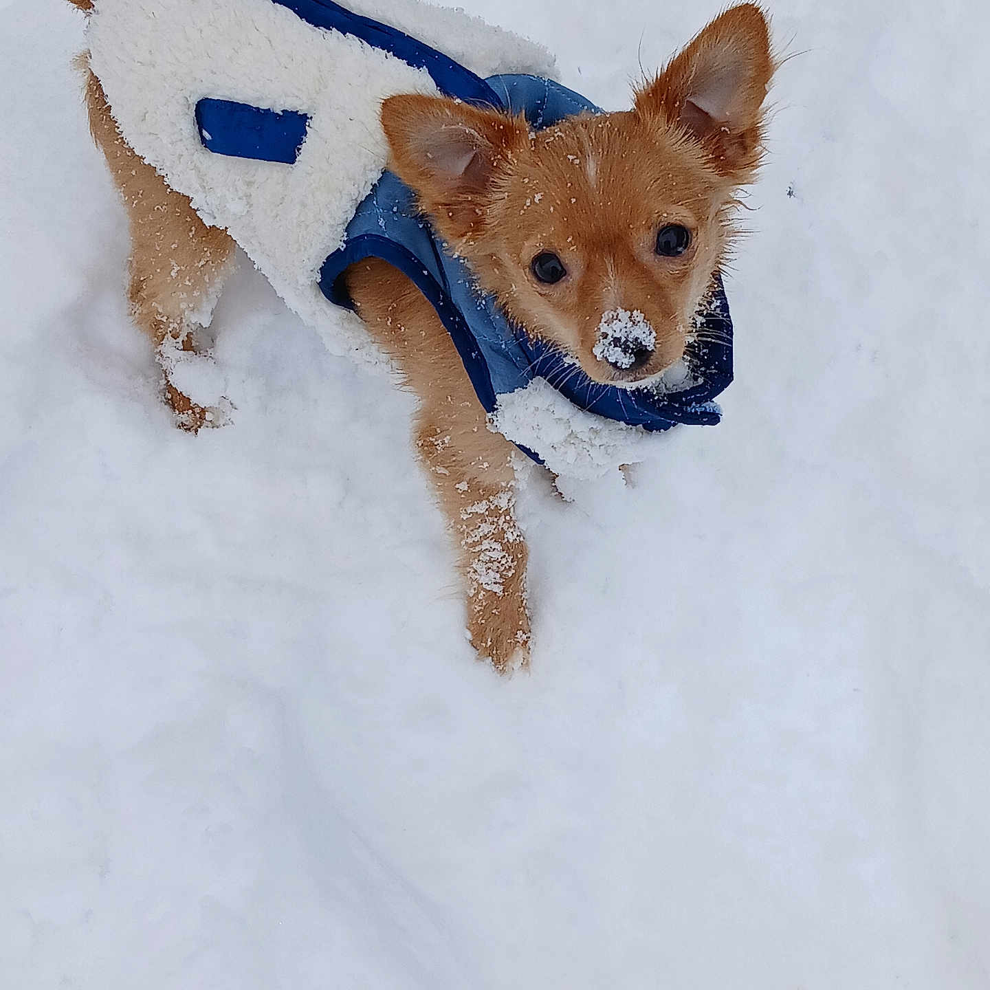 Chase