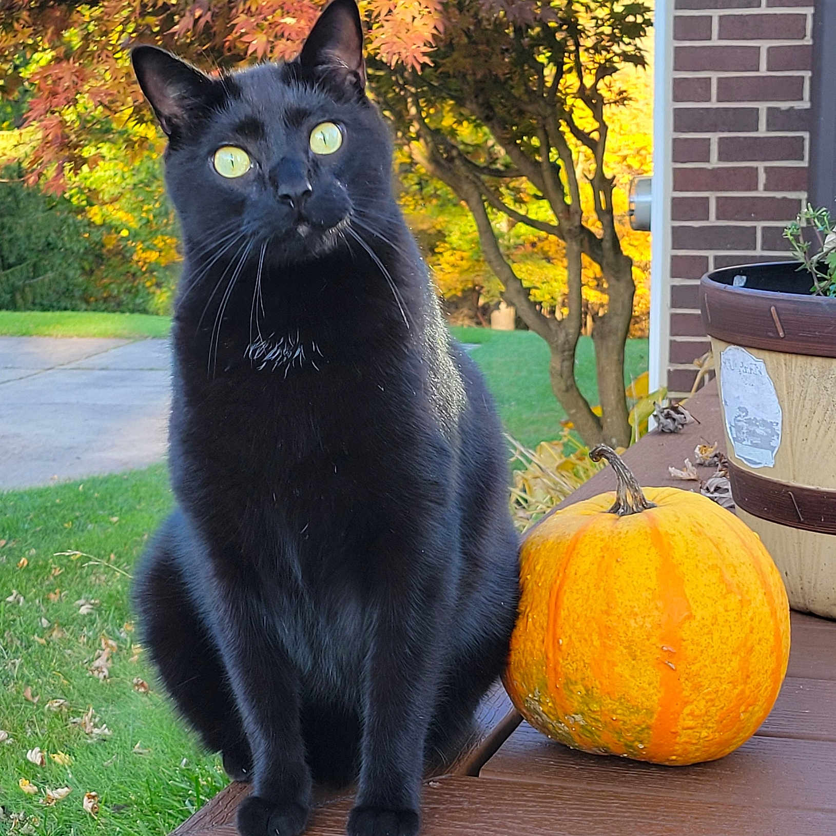 Shadow joined the competition — help win amazing prizes! animal, autumn, black_cat, brick_wall, cute, daylight, fall_foliage, grass, leaf, nature, outdoor, pet, plant_pot, porch, pumpkin, seasonal, sitting, tree, wood, yellow_eyes
