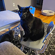 Shadow joined the competition — help win amazing prizes! black_cat, gray_cat, cat, chair, table, rug, wood_floor, indoor, pet, animal, furniture, cozy, curious, wide_eyes, domestic, home, small_chair, patterned_rug, cat_bed, toy