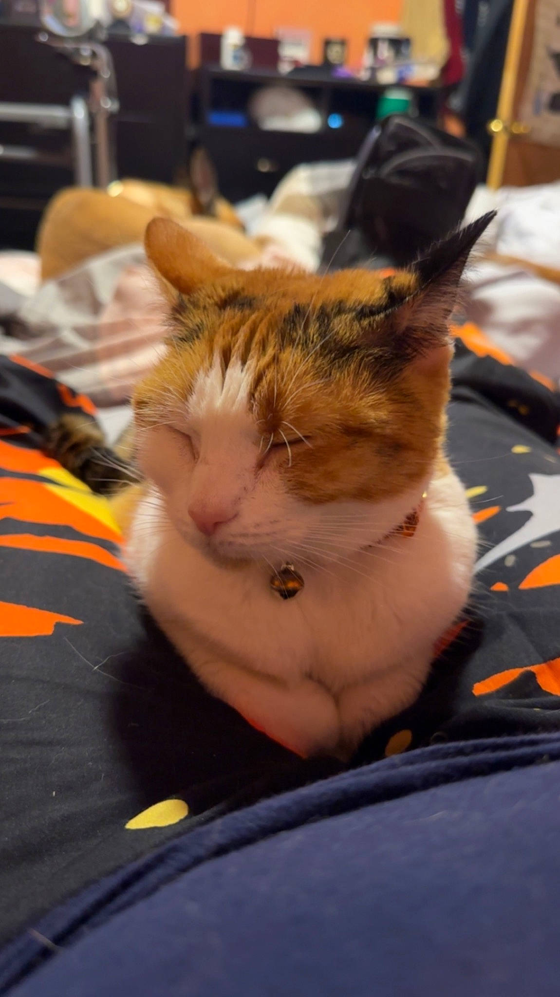 Cali joined the competition — help win amazing prizes! carnivore, cat, claw, collar, comfort, domestic_short_haired_cat, fawn, felidae, fur, paw, sitting, small_to_medium_sized_cats, snout, tail, whiskers