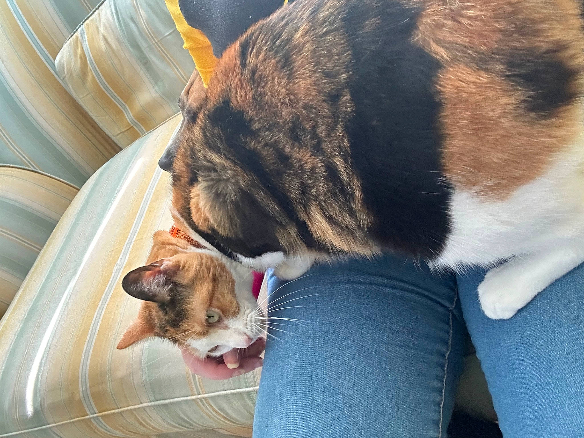 Cali is registered to the contest to win money with this photo: carnivore, cat, comfort, companion_dog, dog_breed, domestic_short_haired_cat, ear, fawn, felidae, fur, human_leg, lap, leg, mammal, paw, small_to_medium_sized_cats, snout, tail, vertebrate, whiskers