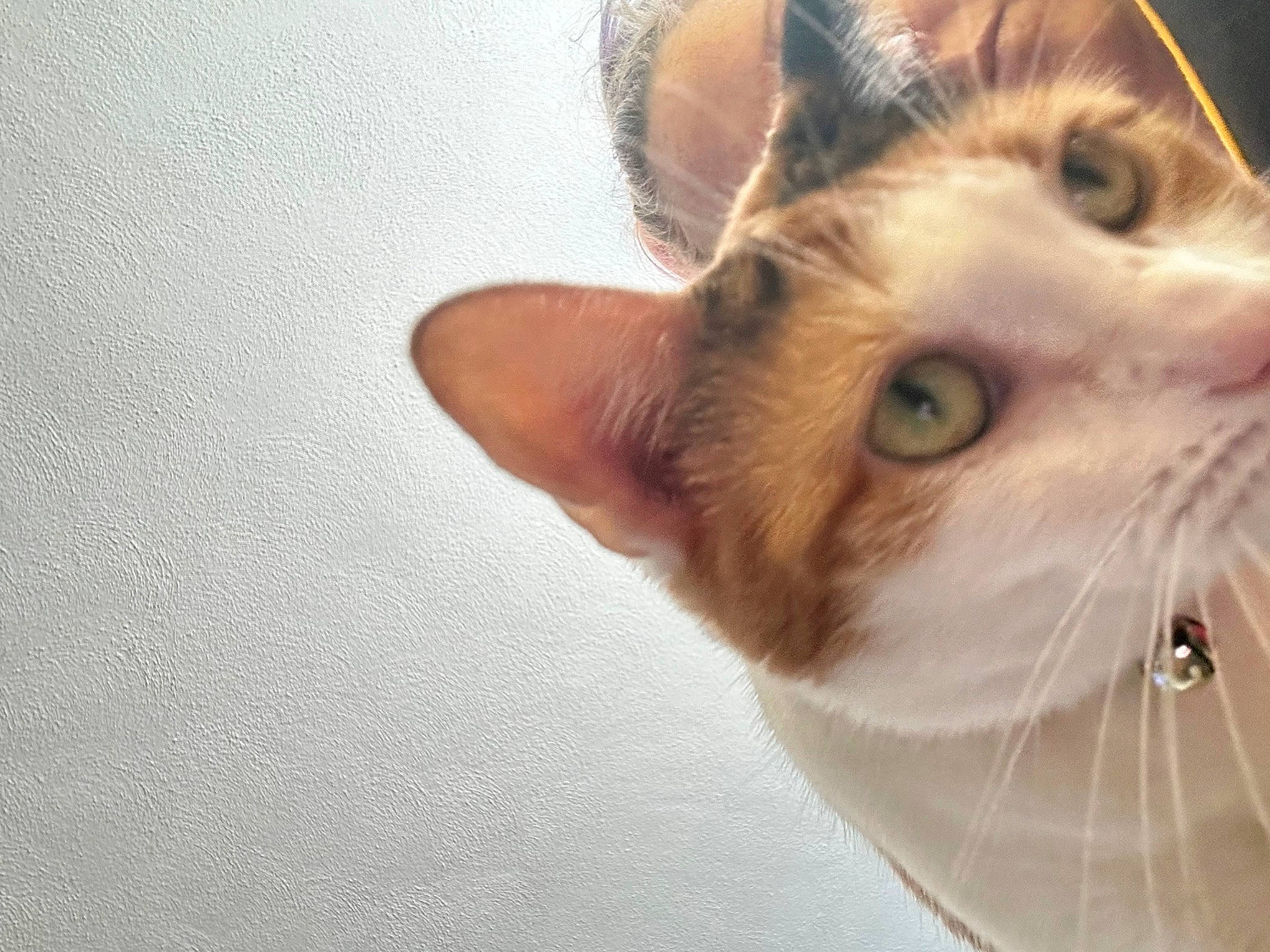 Cali is registered to the contest to win money with this photo: carnivore, cat, domestic_short_haired_cat, ear, fawn, felidae, fur, hair, paw, small_to_medium_sized_cats, snout, tail, whiskers, window