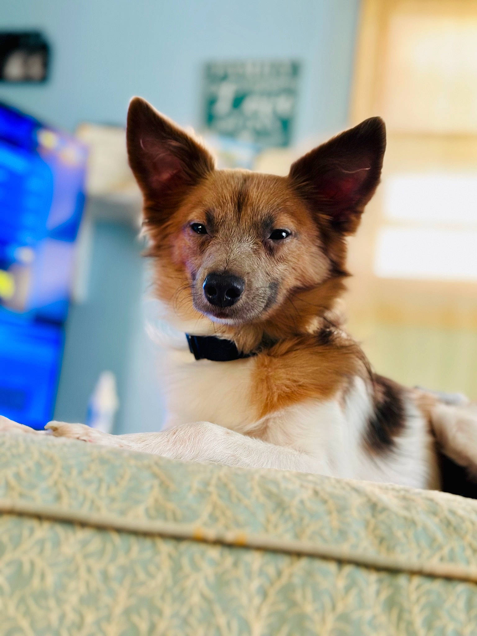 Hades joined the competition — help win amazing prizes! ancient_dog_breeds, canidae, carnivore, collar, companion_dog, dog, dog_breed, dog_collar, dog_supply, door, electric_blue, fawn, fur, pet_supply, snout, whiskers, working_animal, working_dog