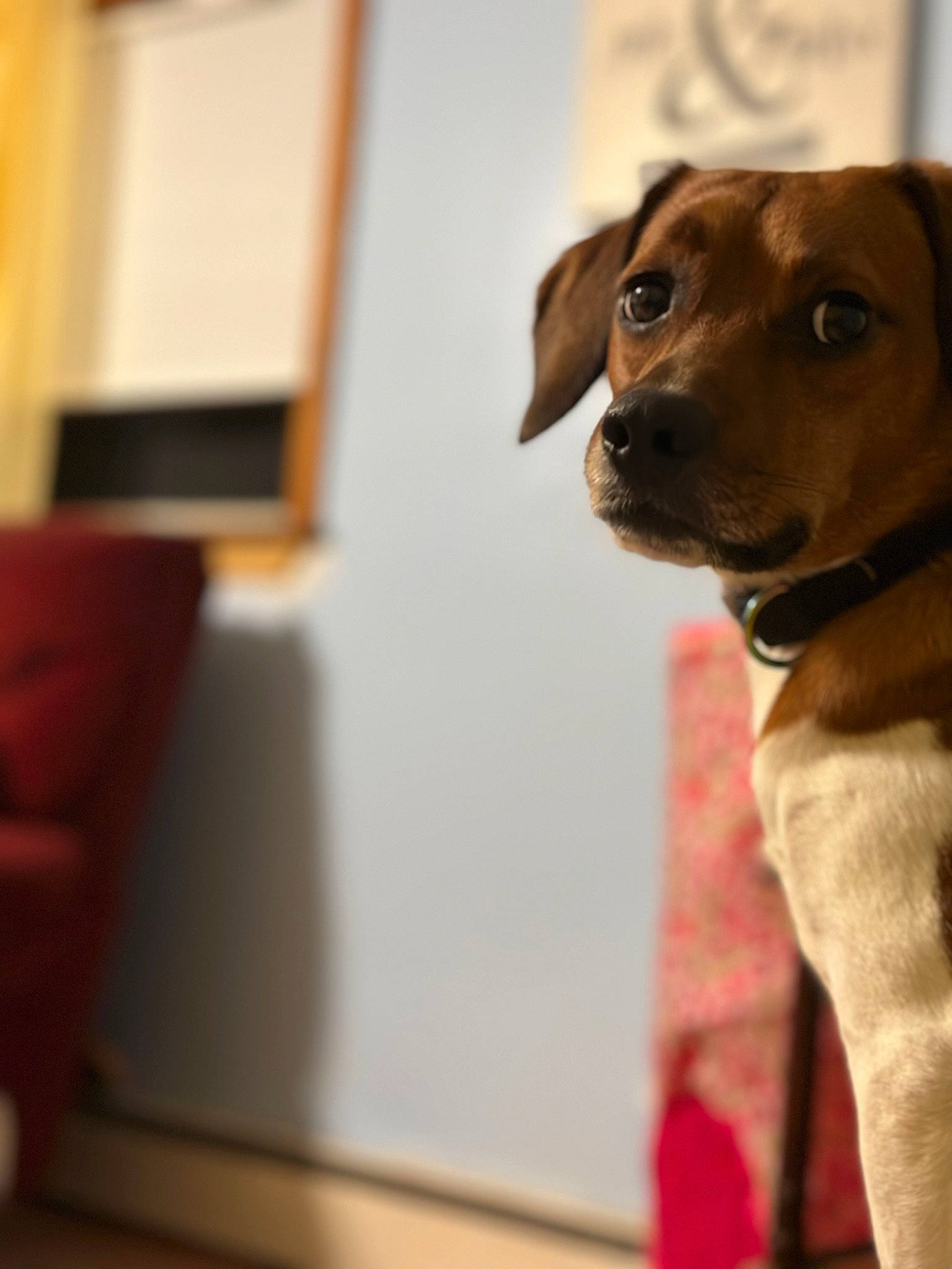 Bella joined the competition — help win amazing prizes! canidae, carnivore, collar, companion_dog, dog, dog_breed, dog_collar, dog_supply, fawn, fur, guard_dog, leash, liver, pet_supply, retriever, snout, sporting_group, whiskers, working_animal, working_dog