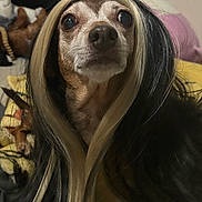 Bella Natalia joined the competition — help win amazing prizes! dog, wig, pet, animal, indoor, portrait, fur, cute, costume, brown, black, blonde, long_hair, face, expression, companion, sleeping_dog, blanket, cozy, domestic