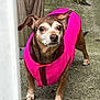 Bella Natalia joined the competition — help win amazing prizes! dog, small_dog, pink_jacket, outdoor, concrete, wooden_post, alert, curious, pet, animal, brown_fur, short_fur, ears_up, standing, close_up, daylight, pavement, canine, companion, cute
