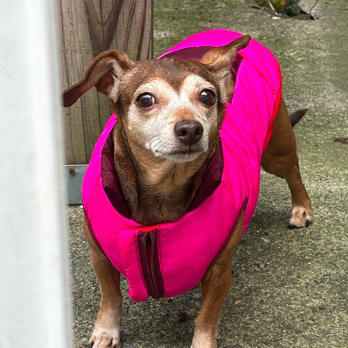 Bella Natalia joined the competition — help win amazing prizes! alert, animal, brown_fur, canine, close_up, companion, concrete, curious, cute, daylight, dog, ears_up, outdoor, pavement, pet, pink_jacket, short_fur, small_dog, standing, wooden_post