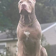 Krato joined the competition — help win amazing prizes! dog, pitbull, chain_collar, grass, outdoor, pet, animal, canine, house, yard, ears_cropped, sitting, brown_dog, suburban, nature, serious_expression, muzzle, muscular, daytime, background_blur