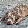 dog, animal, pet, lying_down, resting, spotted, brown, white, outdoor, pavement, tile, leaf, canine, relaxed, mammal, paw, fur, snout, ears, quiet
