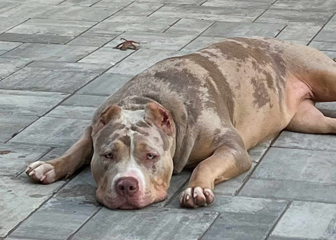 San is registered to the contest to win money with this photo: dog, animal, pet, lying_down, resting, spotted, brown, white, outdoor, pavement, tile, leaf, canine, relaxed, mammal, paw, fur, snout, ears, quiet
