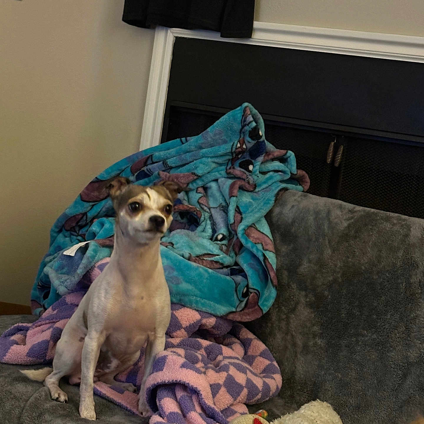 Brain joined the competition — help win amazing prizes! animal, architecture, blanket, building, canine, couch, cushion, dog, furniture, homedecor, hound, indoors, laundry, linen, livingroom, pet, puppy, quilt, room, toy