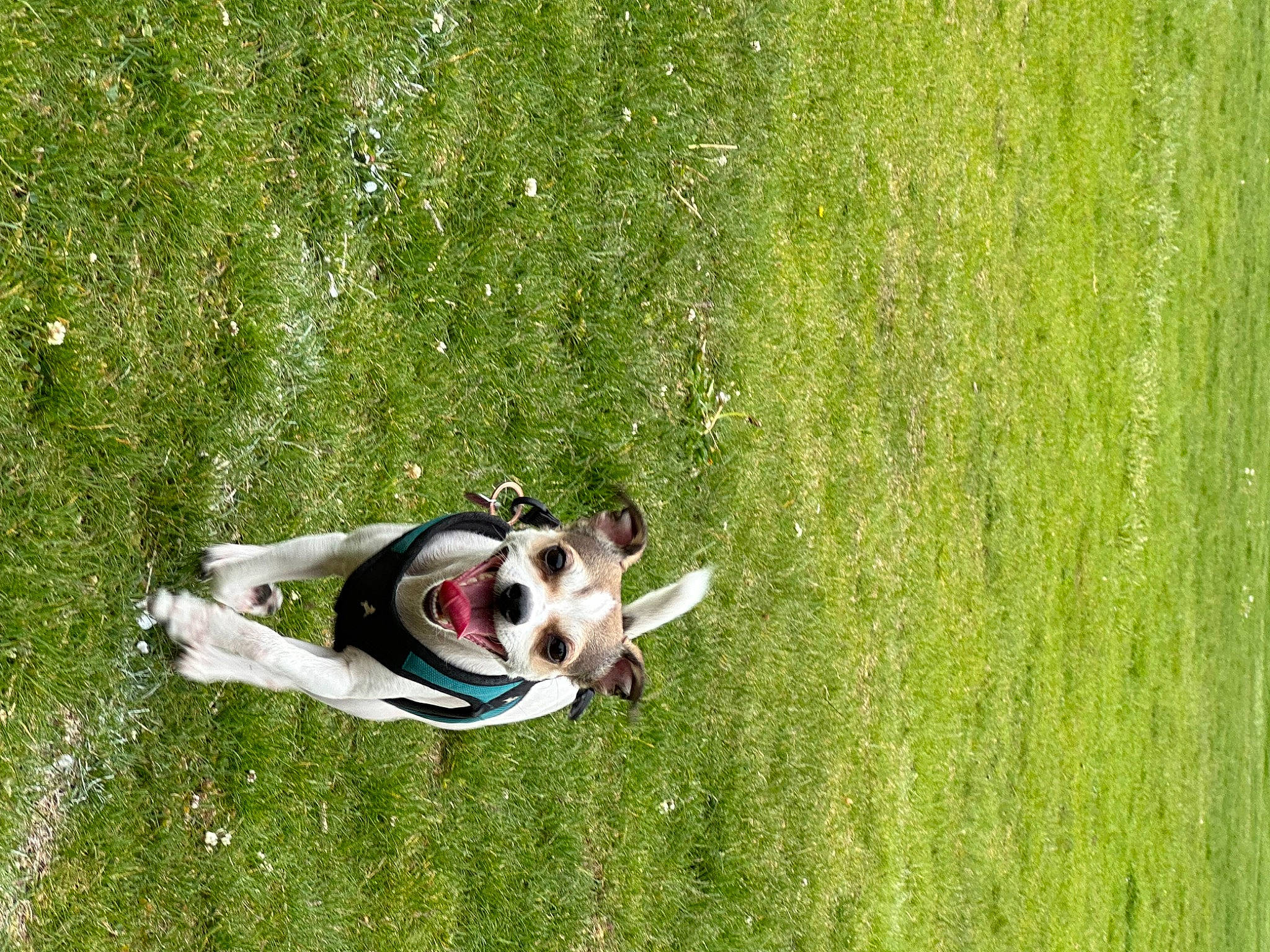 Brain joined the competition — help win amazing prizes! canidae, carnivore, companion_dog, dog, dog_breed, grass, grass_family, grassland, green, lawn, leisure, meadow, pasture, people_in_nature, personal_protective_equipment, recreation, shrub, sporting_group, toy, working_animal