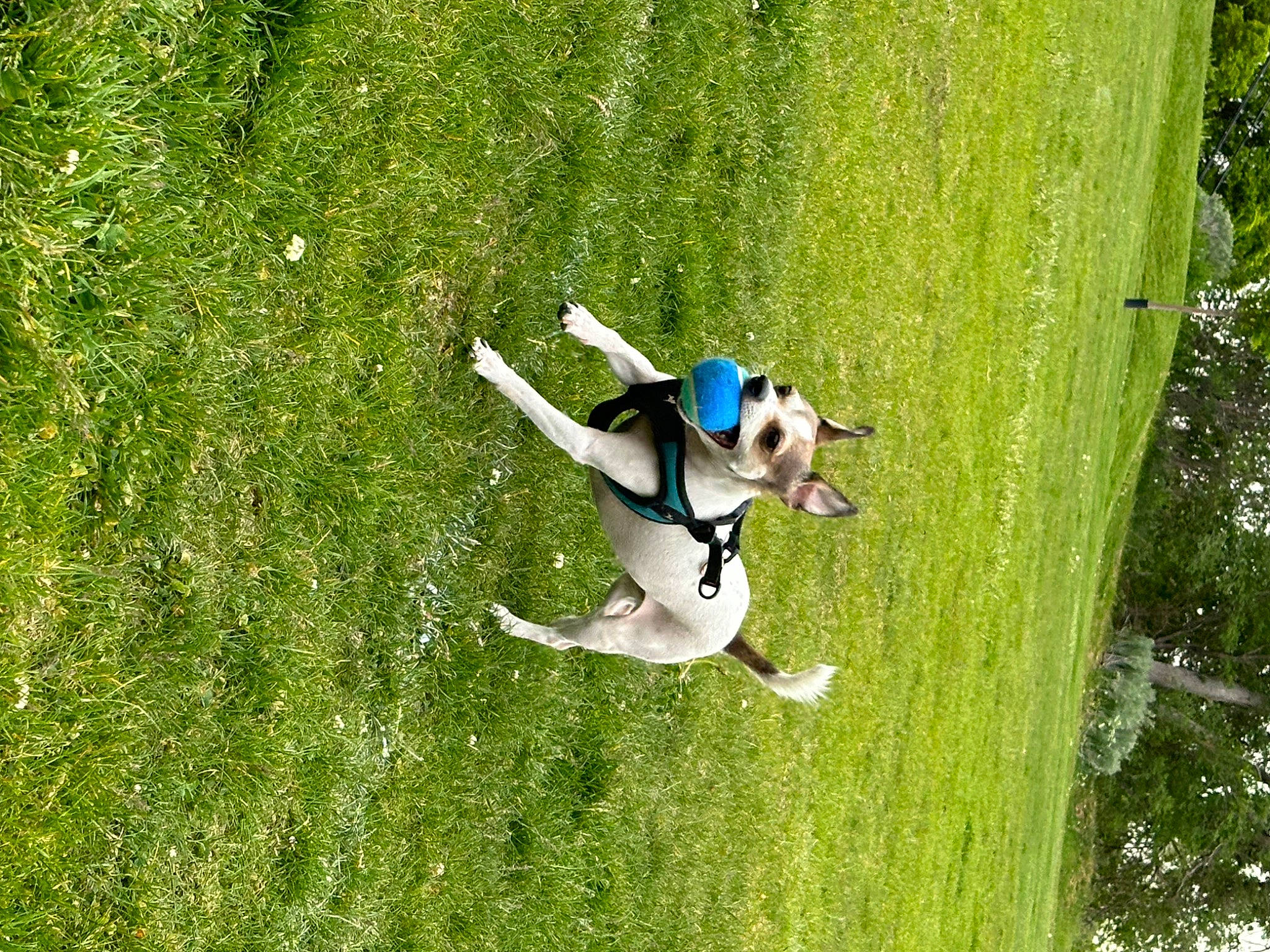 Brain joined the competition — help win amazing prizes! canidae, carnivore, companion_dog, dog, dog_breed, grass, grassland, jumping, lawn, leisure, meadow, pasture, people_in_nature, plant, recreation, sporting_group, sports, tail, toy, tree