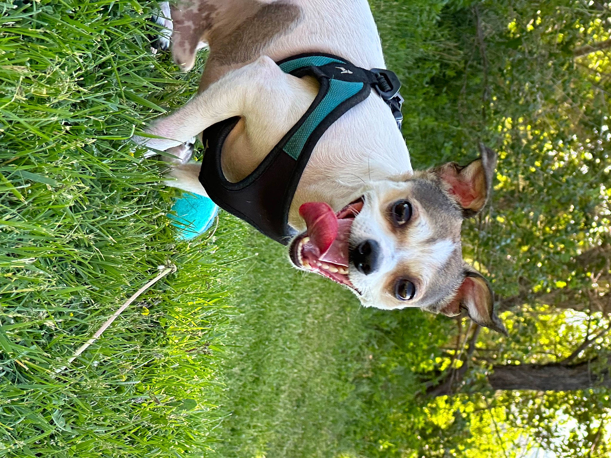 Brain joined the competition — help win amazing prizes! carnivore, collar, companion_dog, dog, dog_breed, dog_collar, dog_sports, dog_supply, fawn, fun, grass, green, leisure, people_in_nature, plant, snout, sporting_group, terrier, tree, working_animal