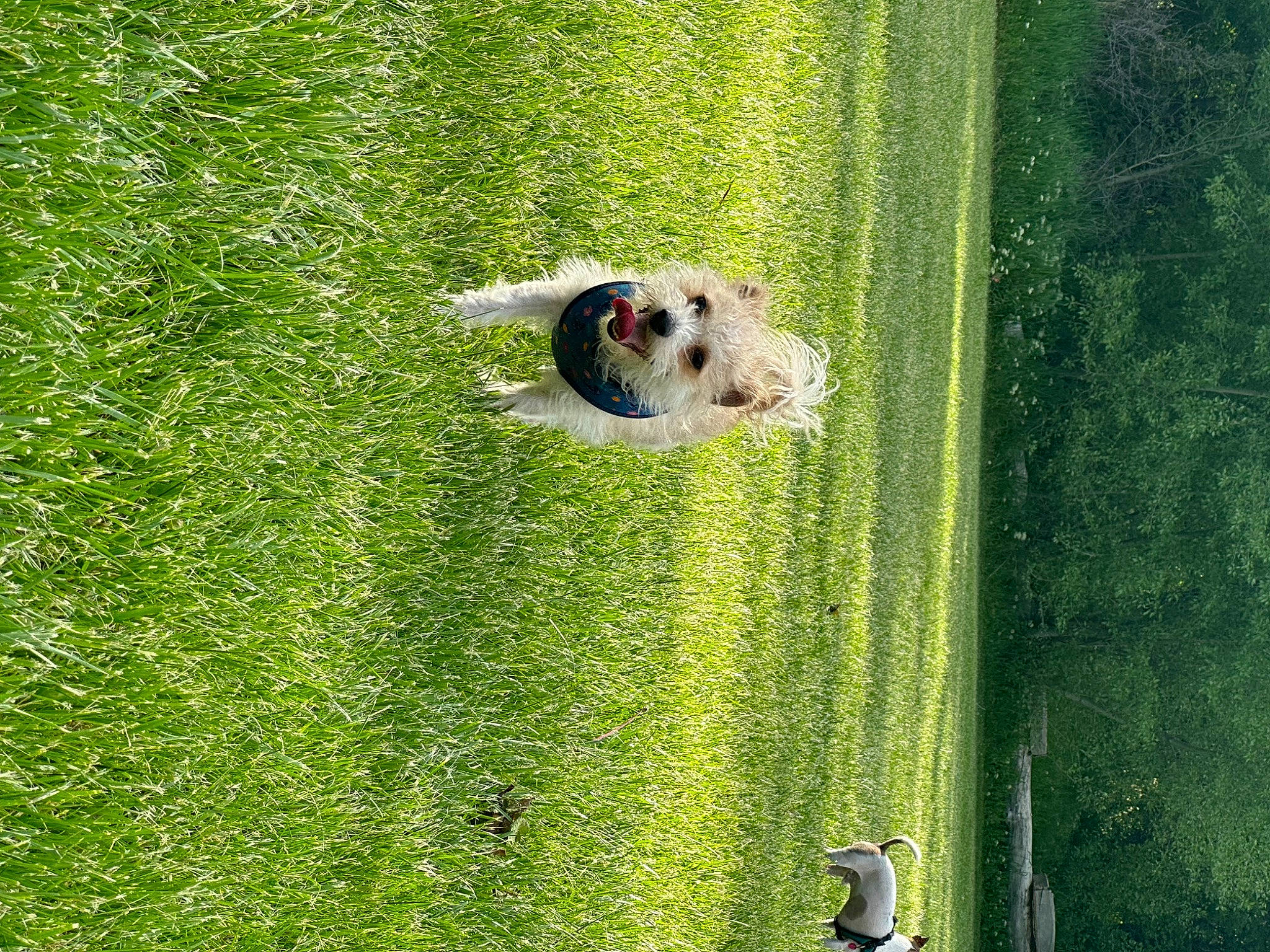 Buddy joined the competition — help win amazing prizes! artificial_turf, ball, canidae, carnivore, companion_dog, dog, dog_breed, field, football, grass, grass_family, grassland, green, groundcover, lawn, pasture, people_in_nature, plant, sporting_group, toy_dog