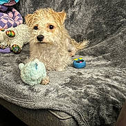 Buddy joined the competition — help win amazing prizes! animal, ball, blanket, canine, couch, cushion, dog, furniture, homedecor, linen, pet, poodle, puppy, quilt, sport, tennis, tennisball, terrier, toy, whitedog